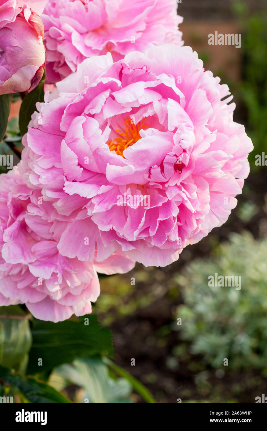 Paeonia (peony) 'Sarah Bernhardt' in close up. Stock Photo