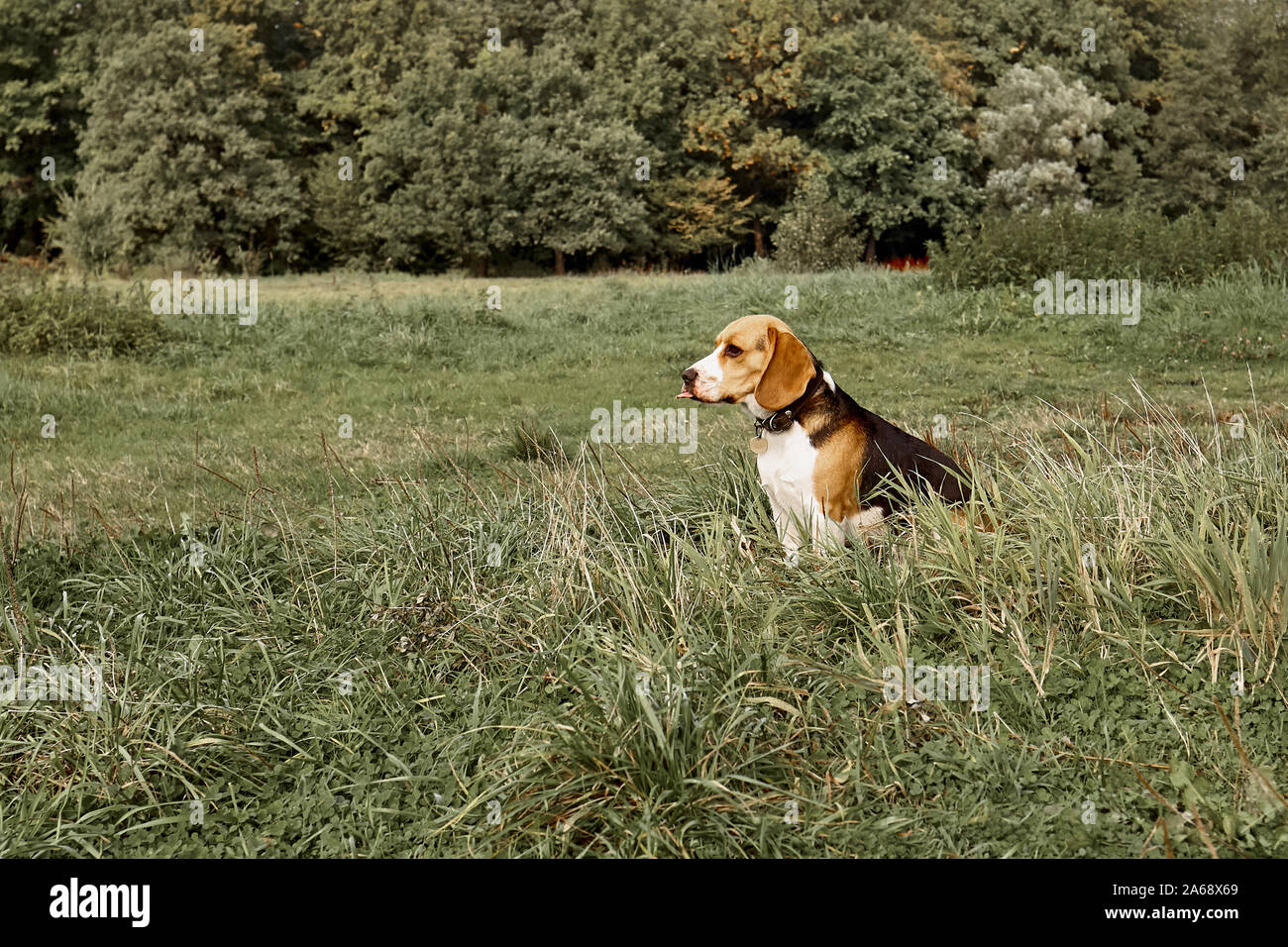 Funny dog shows tongue in the green field. Stock Photo