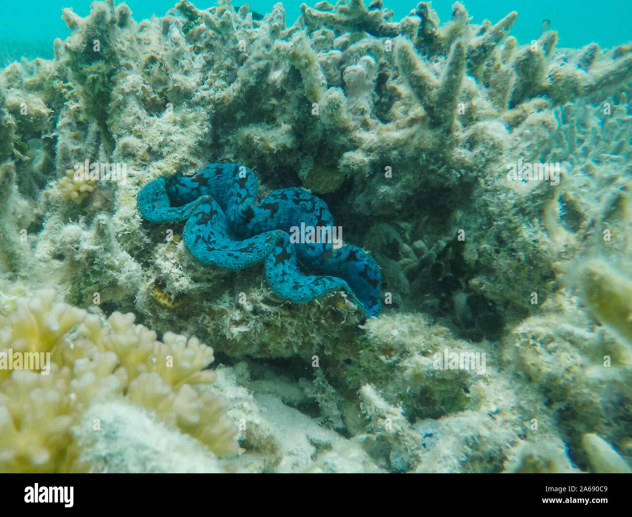 a tridacna clam on a reef at heron island Stock Photo