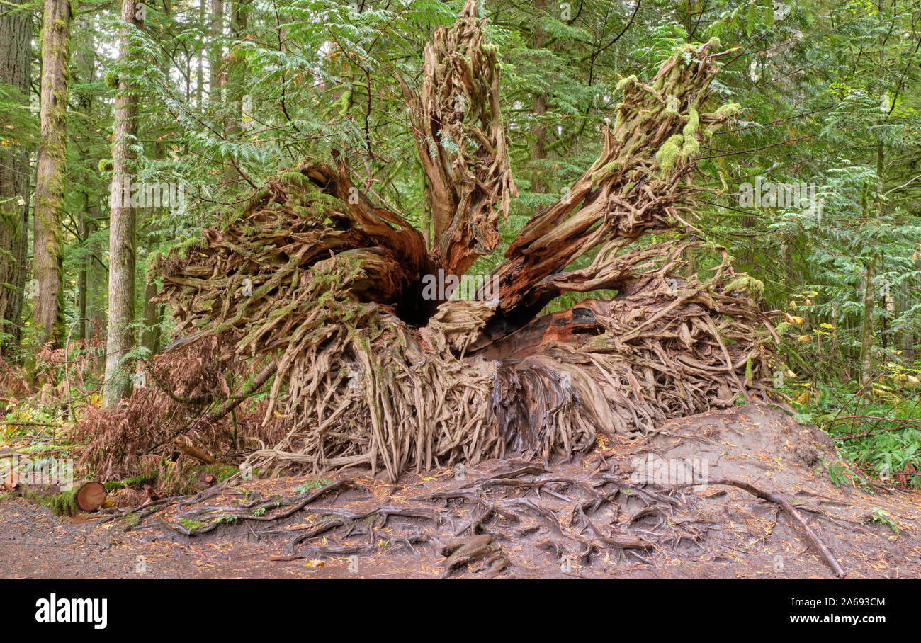 A huge uprooted tree root lying on it’s side and covered in moss, is surrounded by lush green rainforest in Cathedral Grove on Vancouver Island. Stock Photo