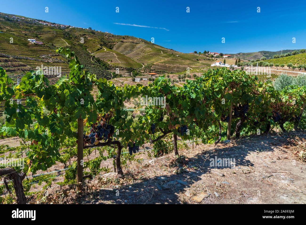 Vineyard grape grapevine nature landscape plant branch leaf food hi-res ...