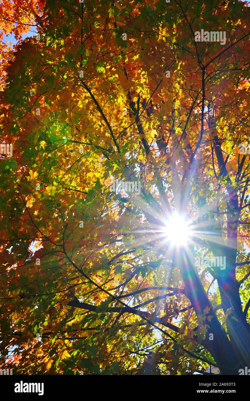 Colorful Sun Rays Trough Poster Dramatic Dawn Sky. The Sun Shines