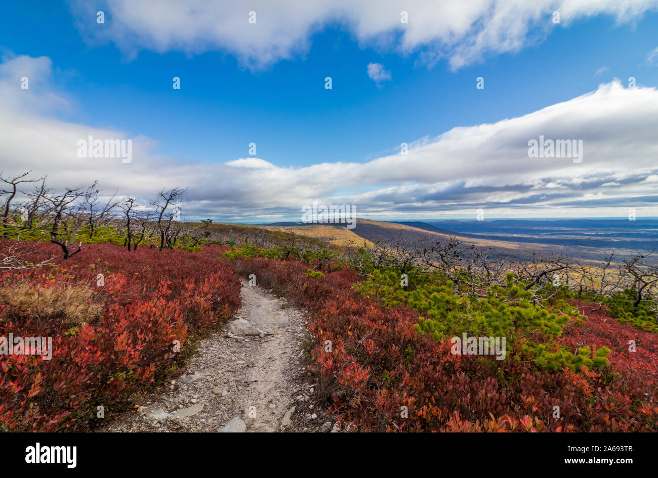 Dwarf pine trees and charred remains dot miles of crimson red