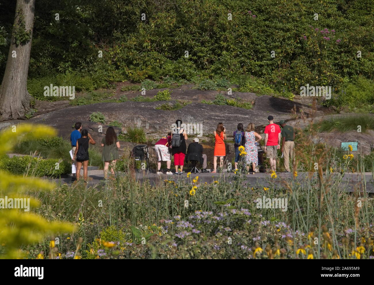 The Bronx, New York / USA - August 13, 2017: Crowd of tourists look at a pond on the other side of a field of wildflowers Stock Photo