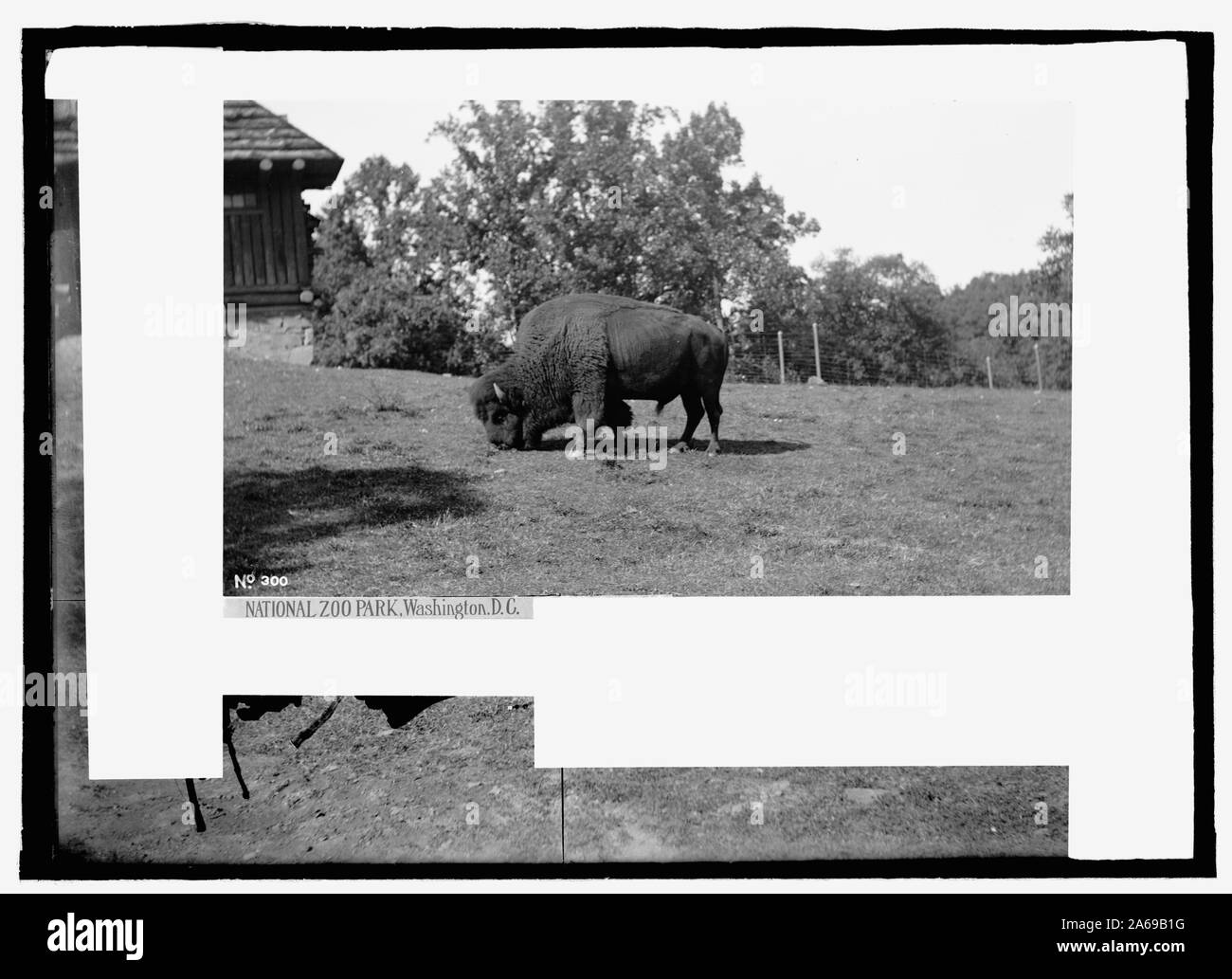Zoo park: buffalo Stock Photo