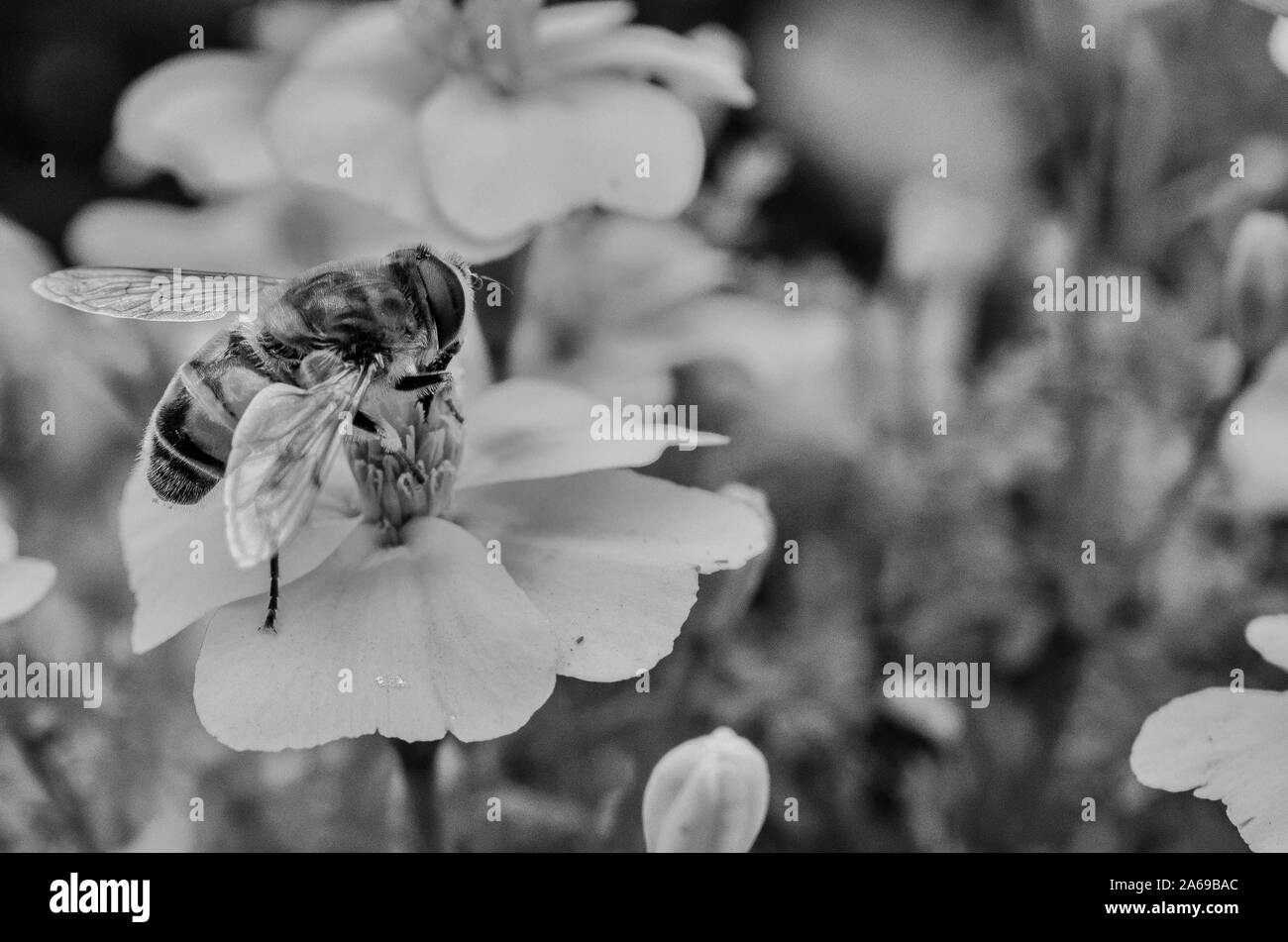 Black and white photo of a single bee on flower Stock Photo