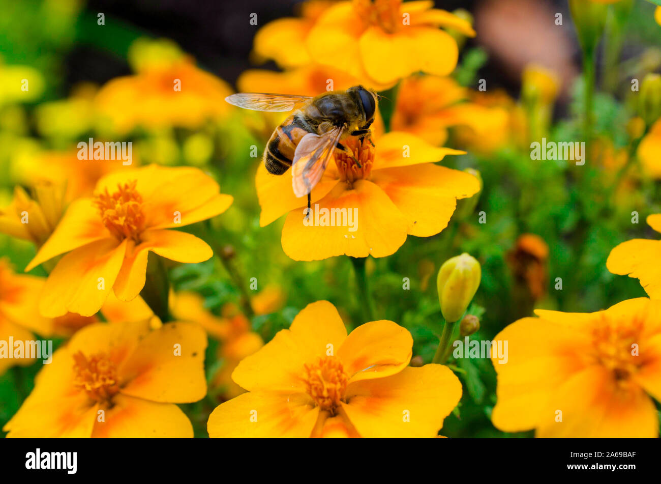Single bee on a yellow flower surrounded by multiple yellow flowers Stock Photo