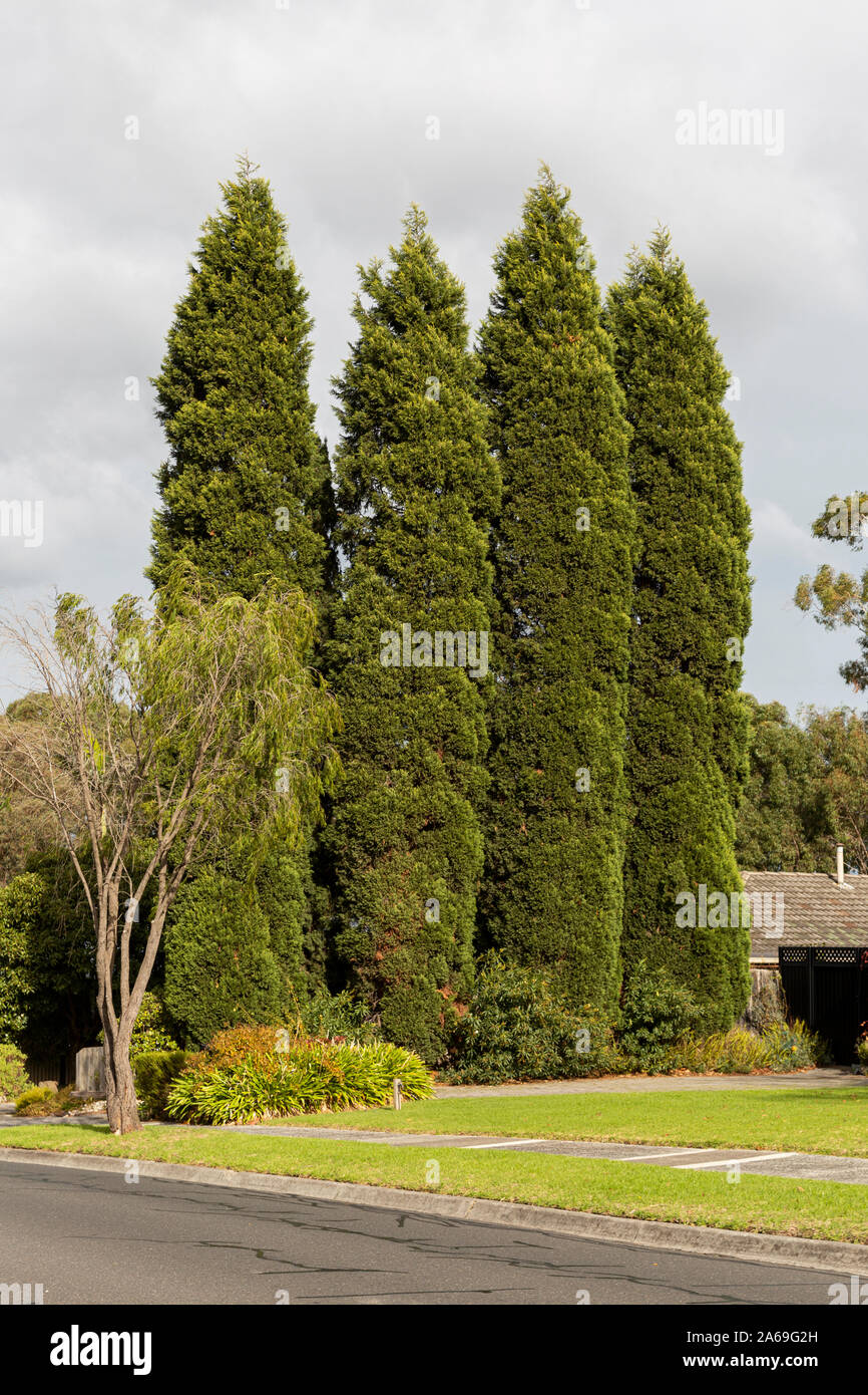 Tall conifer trees standing tall in suburban neighbourhood Stock Photo