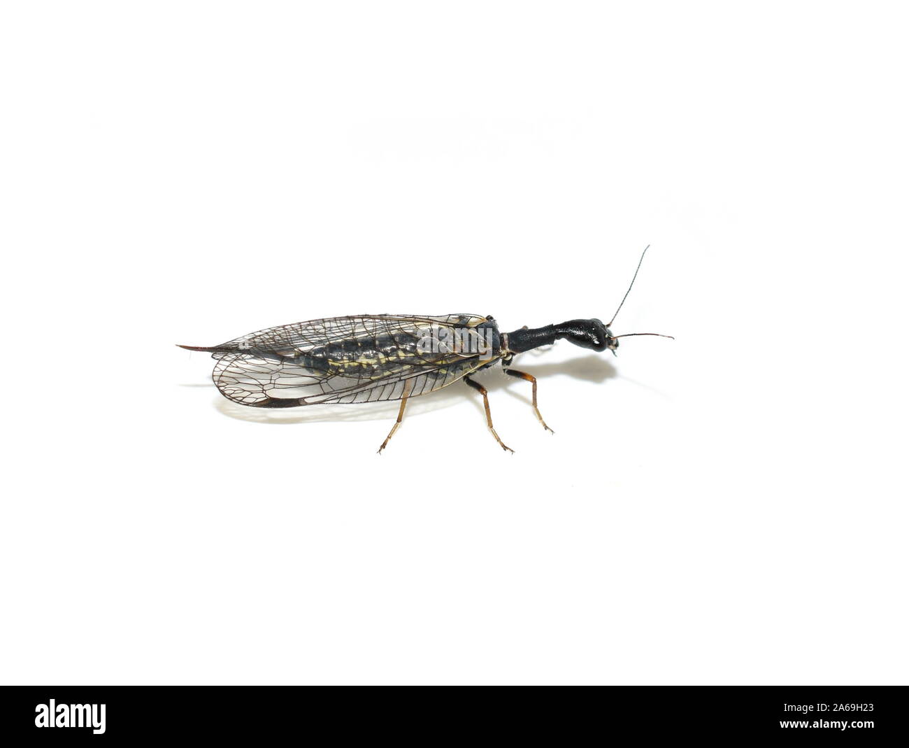 The snakefly Phaeostigma notata female isolated on white background Stock Photo