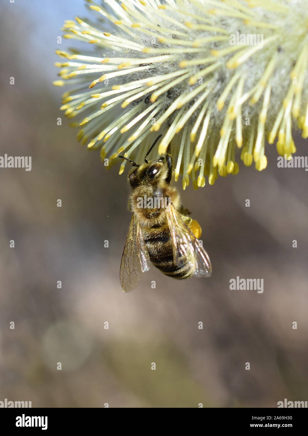 A honeybee Apis mellifera collecting pollen on a yellow willow catkin flower Stock Photo