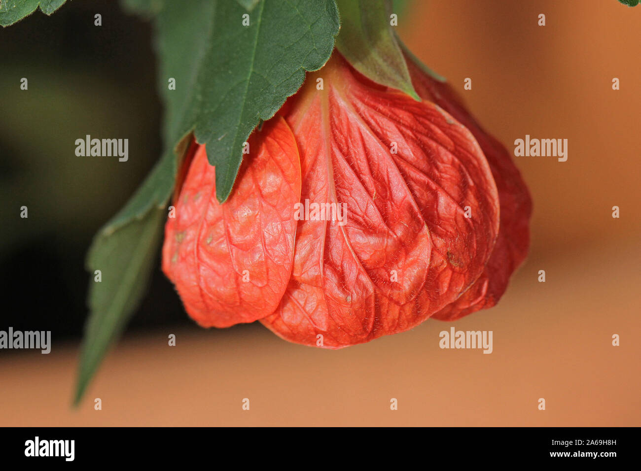 abutilon Ashford red or mallow flower tree or Indian mallow, Chinese bell flower, Chinese lantern in the malvaceae family not a sleeping hibiscus Stock Photo