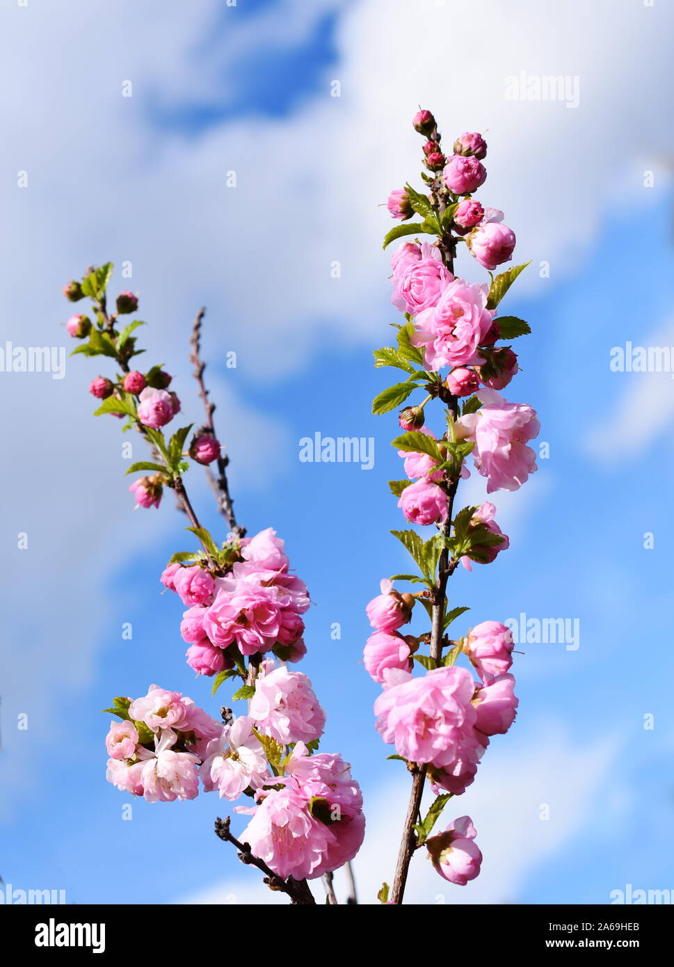 Pink japanese cherry tree flowers against blue sky Stock Photo