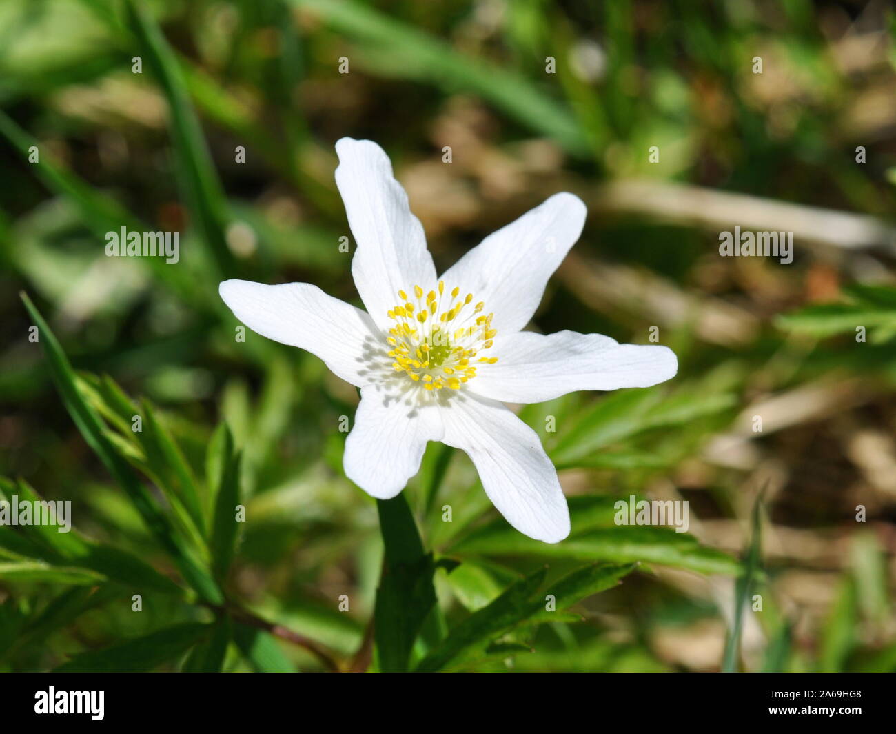 Windflower Anemone nemorosa in spring Stock Photo