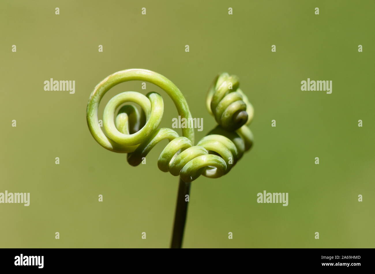 Tendril from climbing  plant on green background Stock Photo