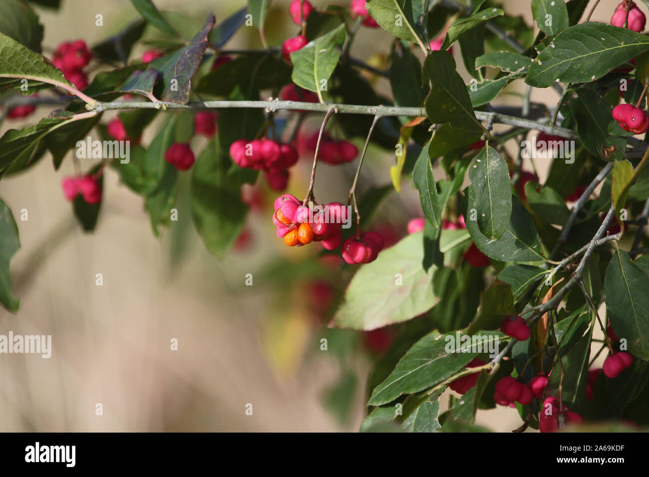 Spindle tree euonymus europaeus with ripening pink berries orange seed