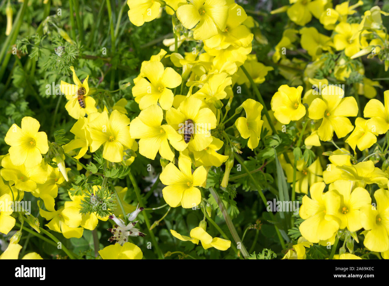 Oxalis Weed Oxalidaceae Or Wood Sorrel Soursob Growing In Street Verge And Flowering In Winter With Bright Yellow Single Flowers Attracts Honey Bees Stock Photo Alamy