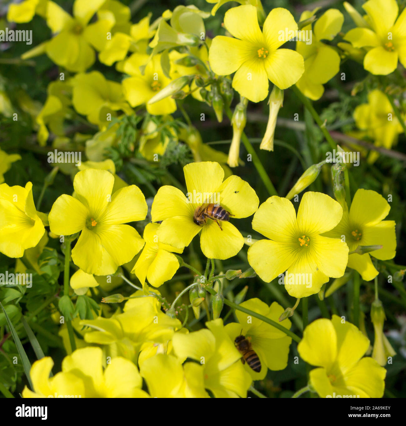 Oxalis Weed Oxalidaceae Or Wood Sorrel Soursob Growing In Street Verge And Flowering In Winter With Bright Yellow Single Flowers Attracts Honey Bees Stock Photo Alamy