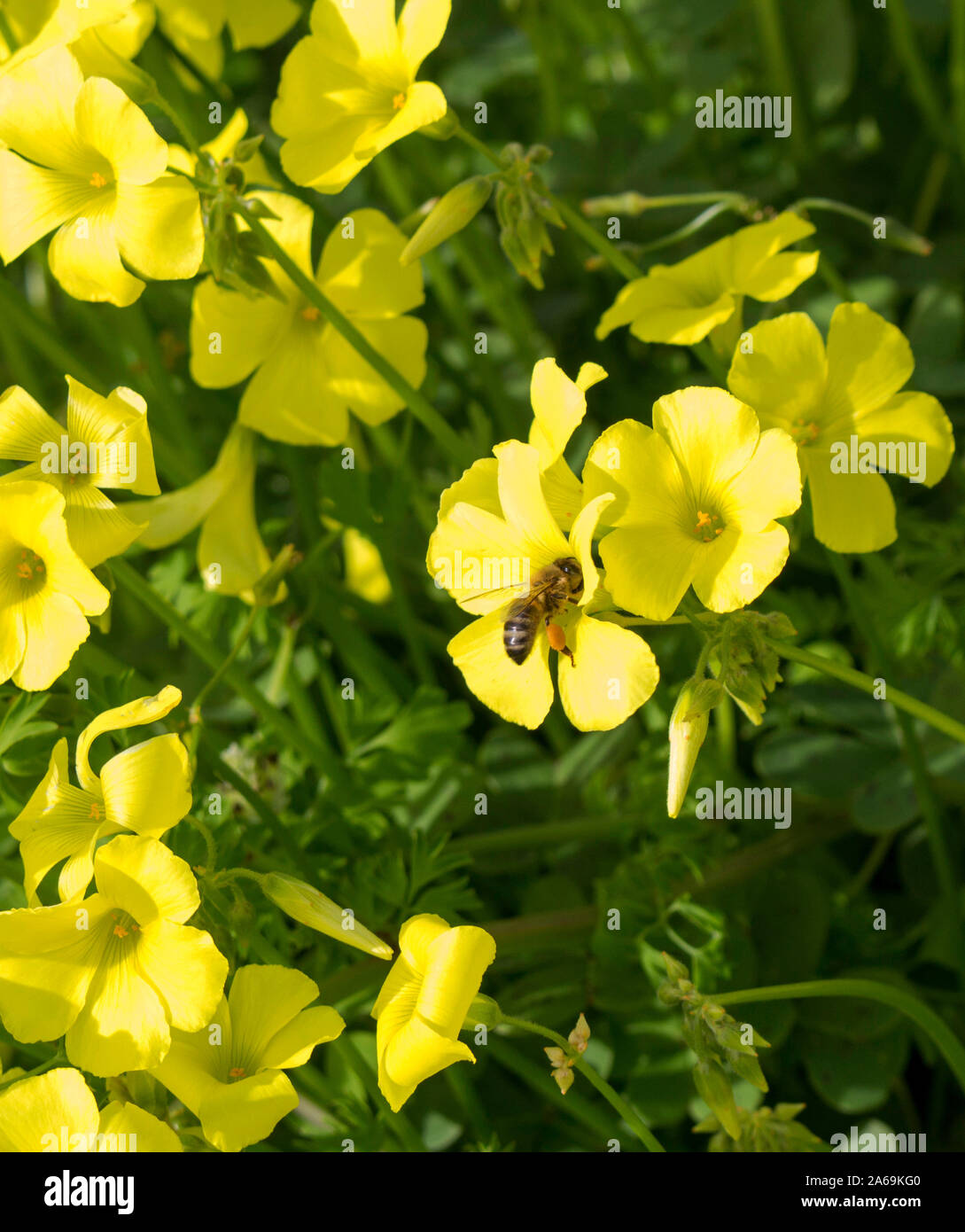 Oxalis Weed Oxalidaceae Or Wood Sorrel Soursob Growing In Street Verge And Flowering In Winter With Bright Yellow Single Flowers Attracts Honey Bees Stock Photo Alamy