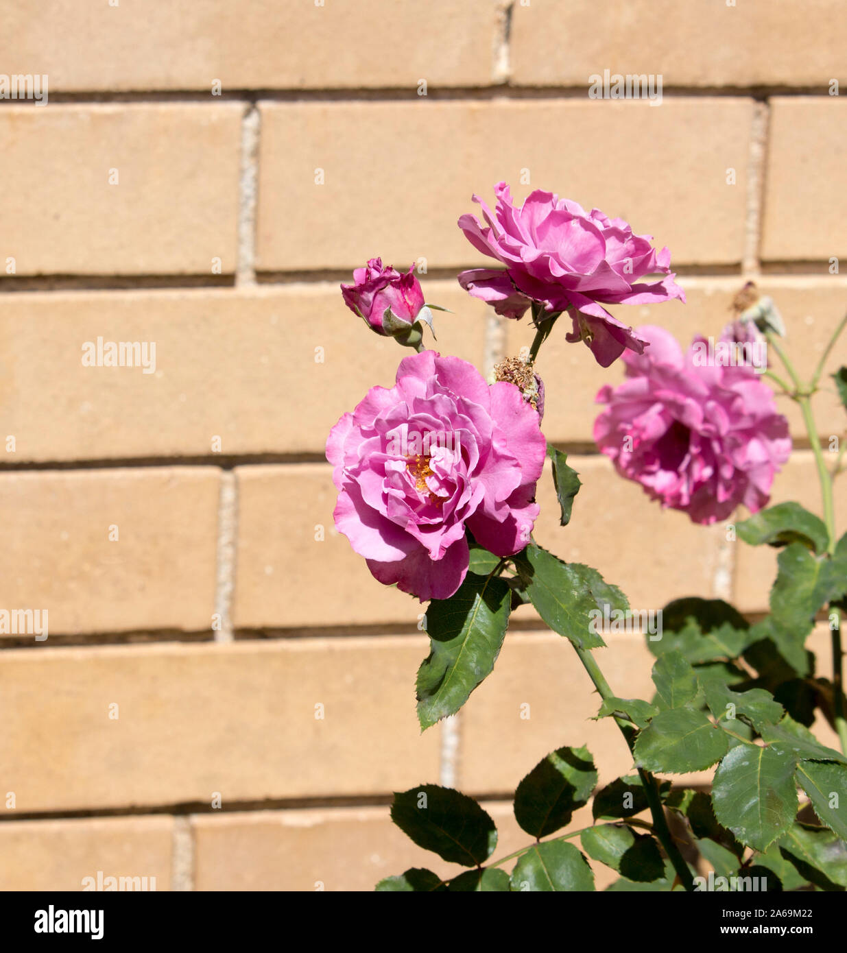 Fragrant Delight Rose High Resolution Stock Photography And Images Alamy