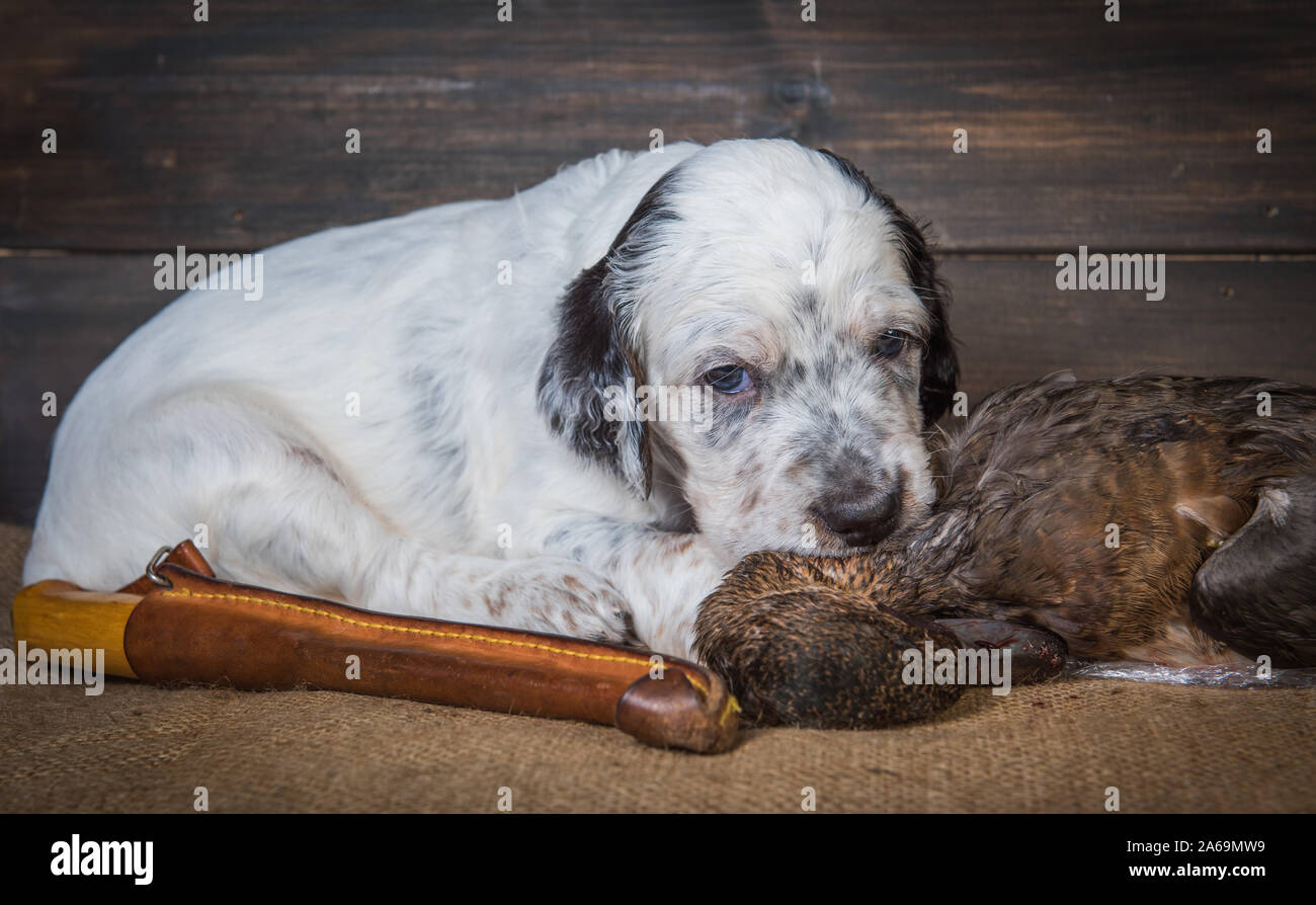 english setter puppy dog with knife and duck Stock Photo