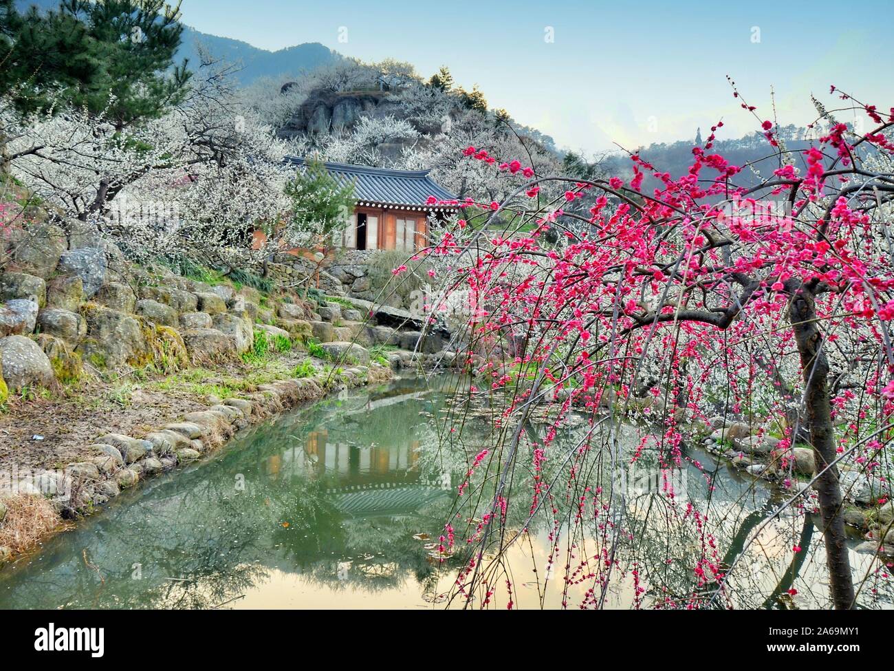 Spring blossom in Gwangyang, South Korea, during Maehwa flower festival. Stock Photo