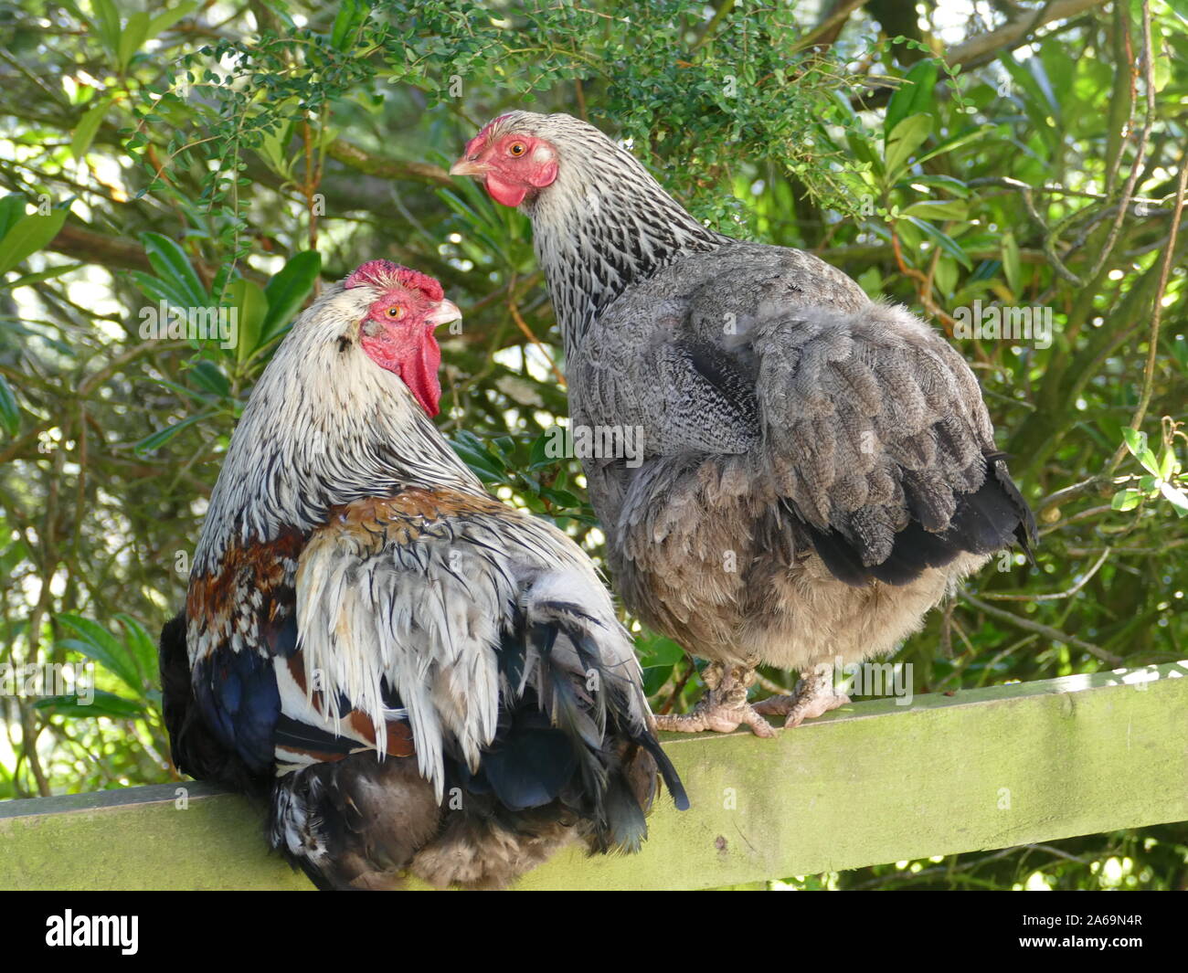 Two Chickens Perched on a Fence Stock Photo