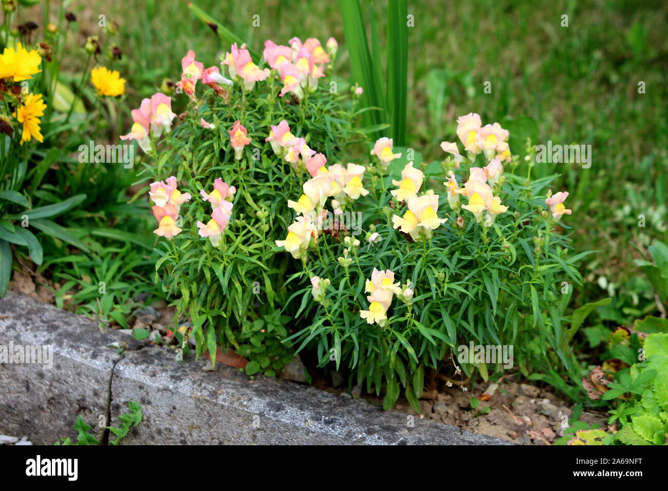 Bunch of Common snapdragon or Antirrhinum majus herbaceous perennial plants with small fully open blooming light pink flowers surrounded with green Stock Photo