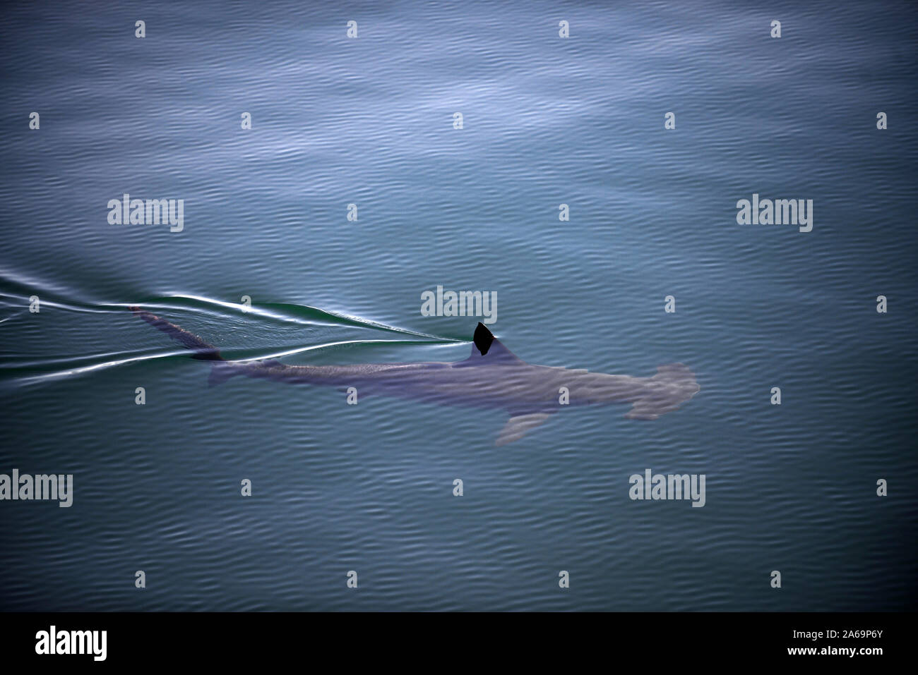 A smooth hammerhead shark (Sphyrna zygaena), swims under the surface in