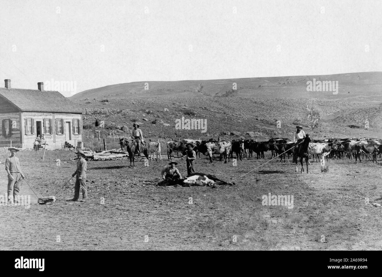 Six cowboys branding cattle in front of a house 1891 Dakota Territory Stock Photo
