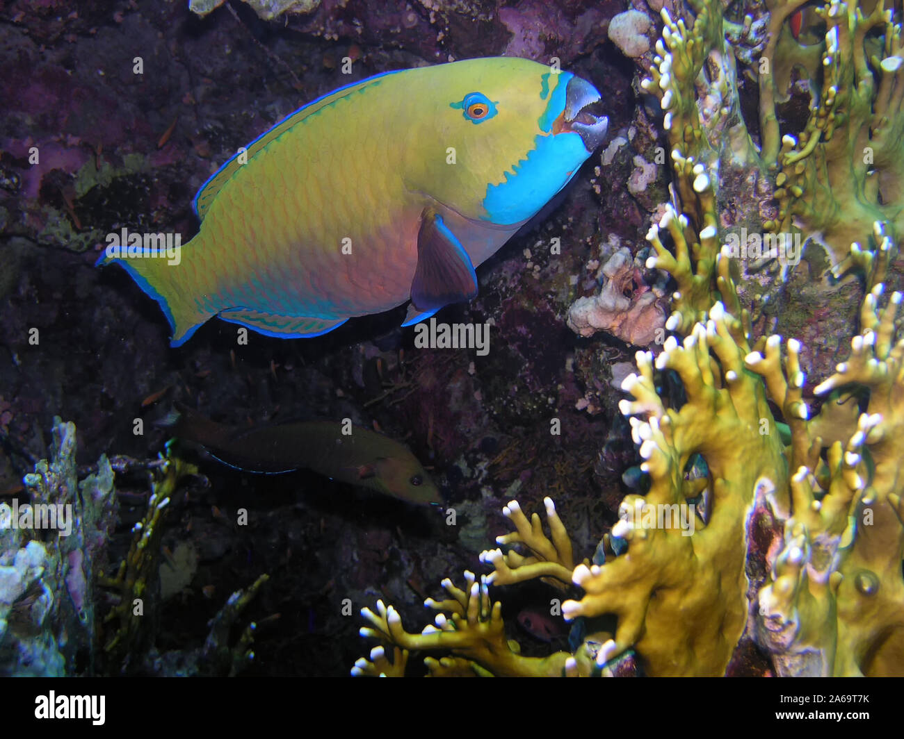 A Steephead Parrotfish (Chlorurus microrhinos) Stock Photo