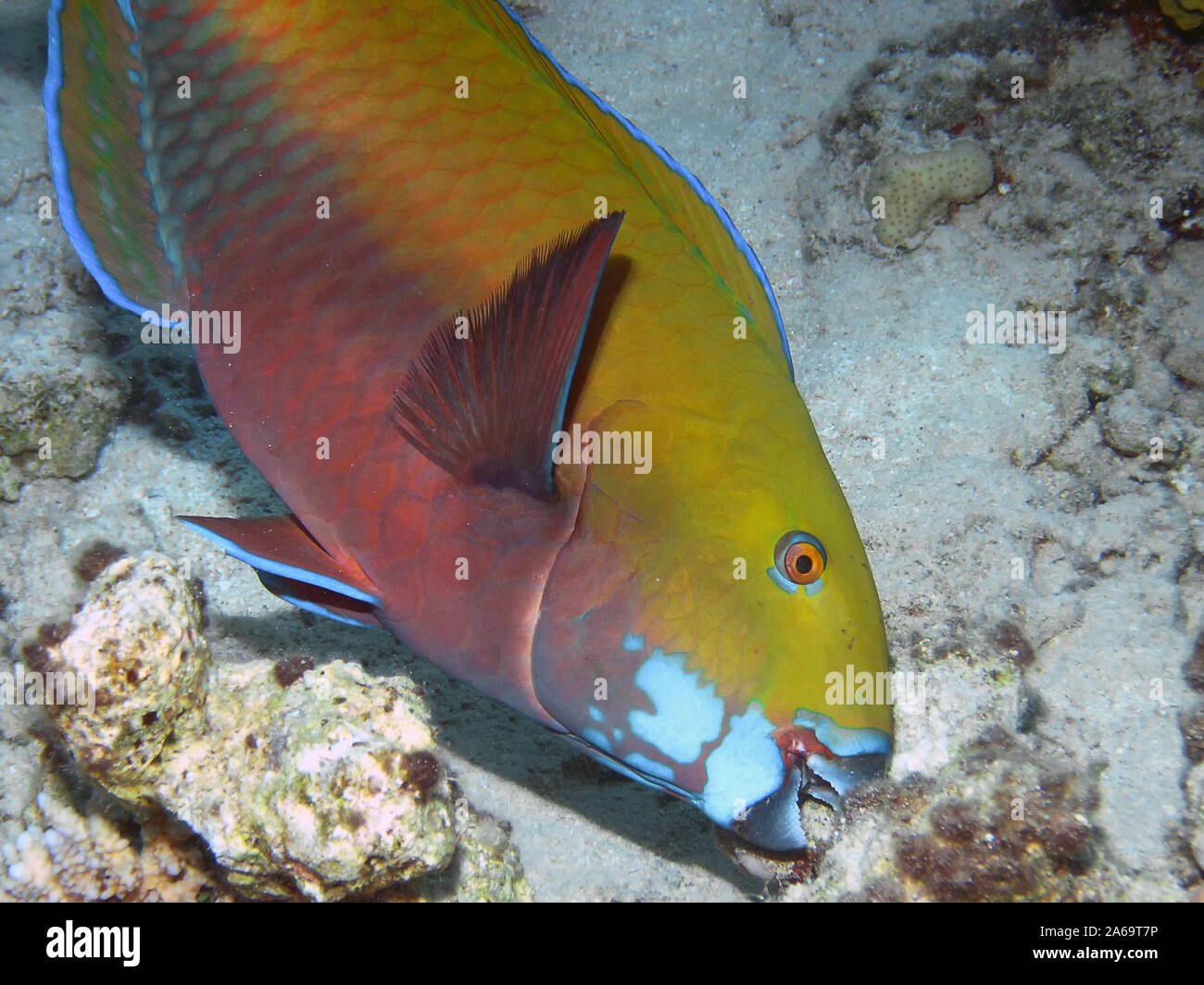 A Steephead Parrotfish (Chlorurus microrhinos) Stock Photo