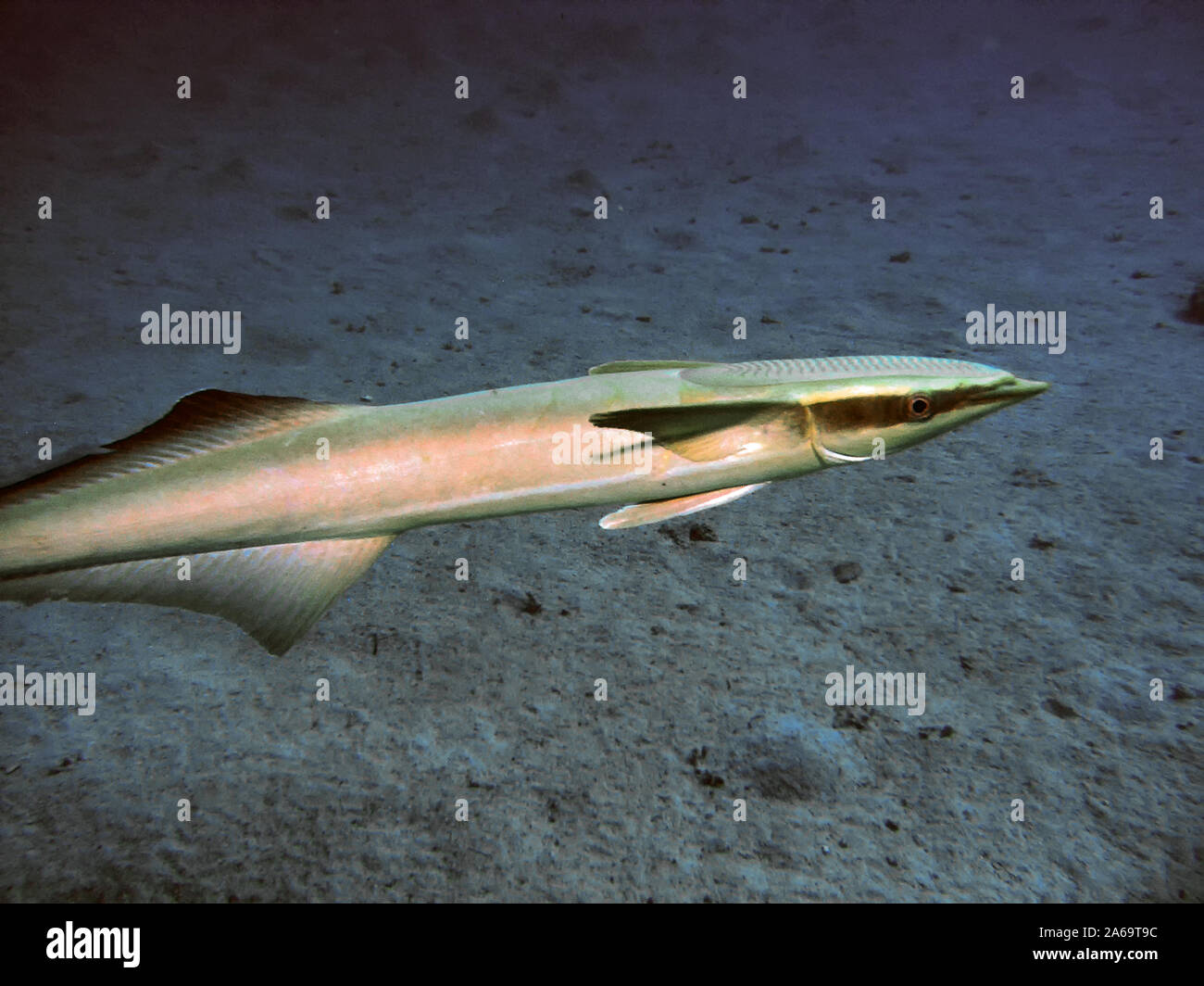 Striped Remoras (Echeneis naucrates) in the Red Sea Stock Photo Alamy
