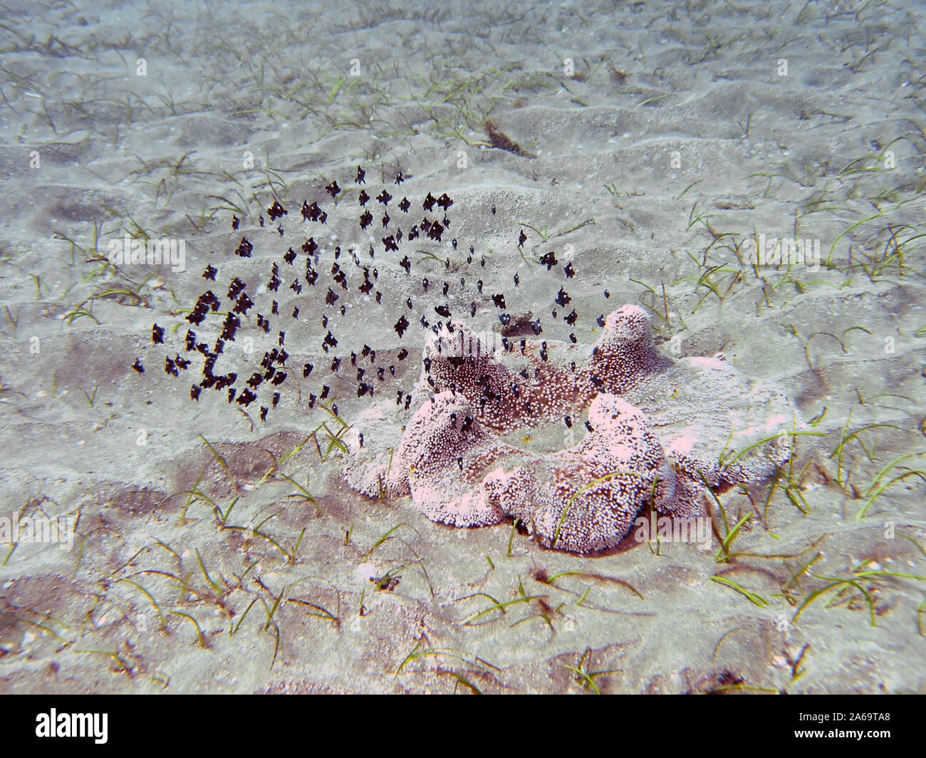 Three Spot Domino Damselfish (Dascyllus trimaculatus) Stock Photo