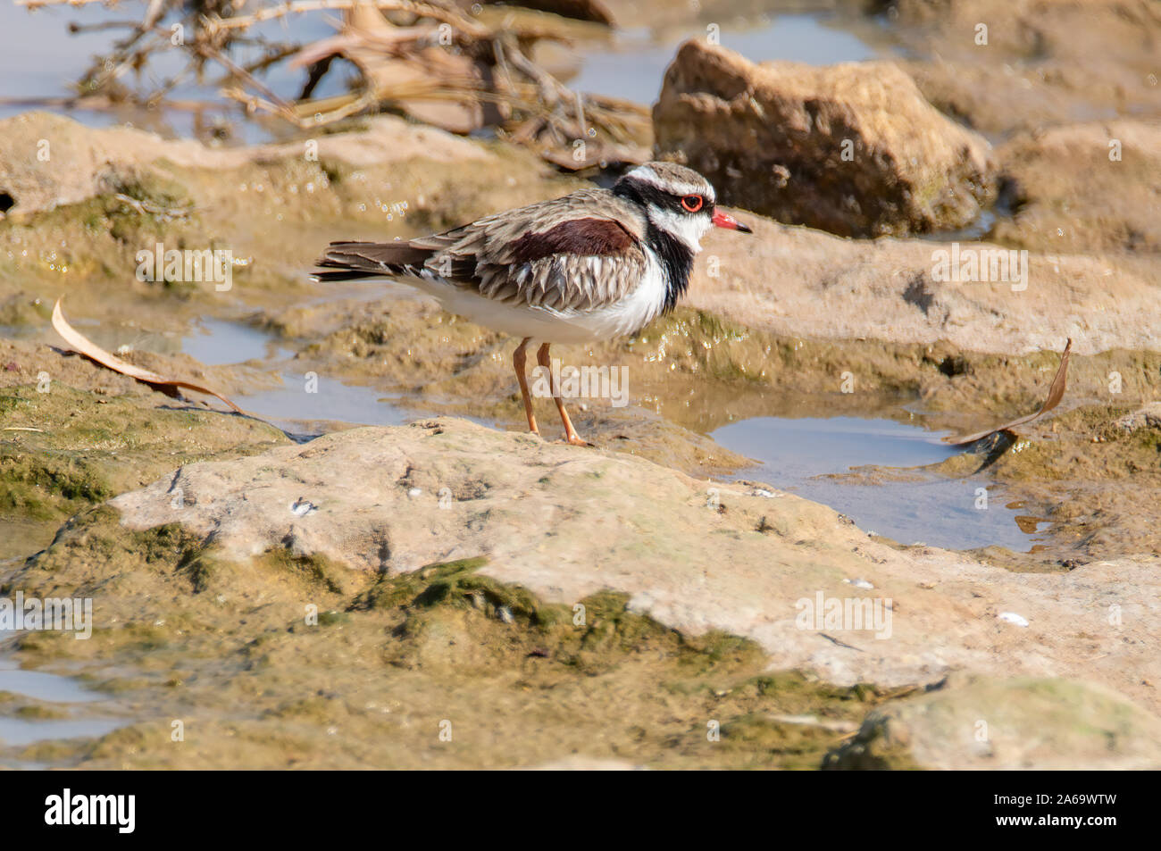 A Black-fronted Dotterel on exposed rocks in a drying river bed in Queensland Australia Stock Photo
