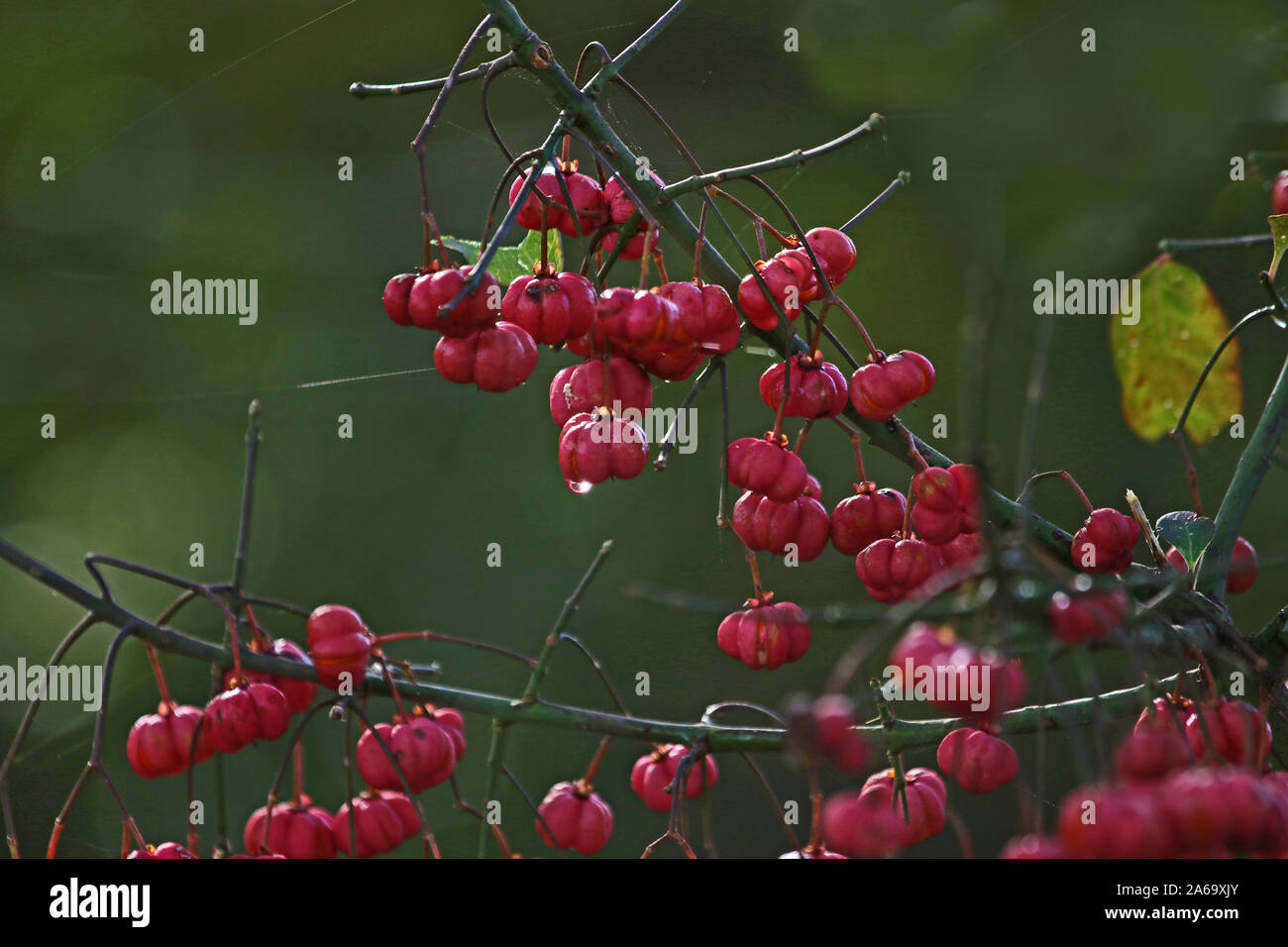 Euonymus Berries High Resolution Stock Photography and Images Alamy