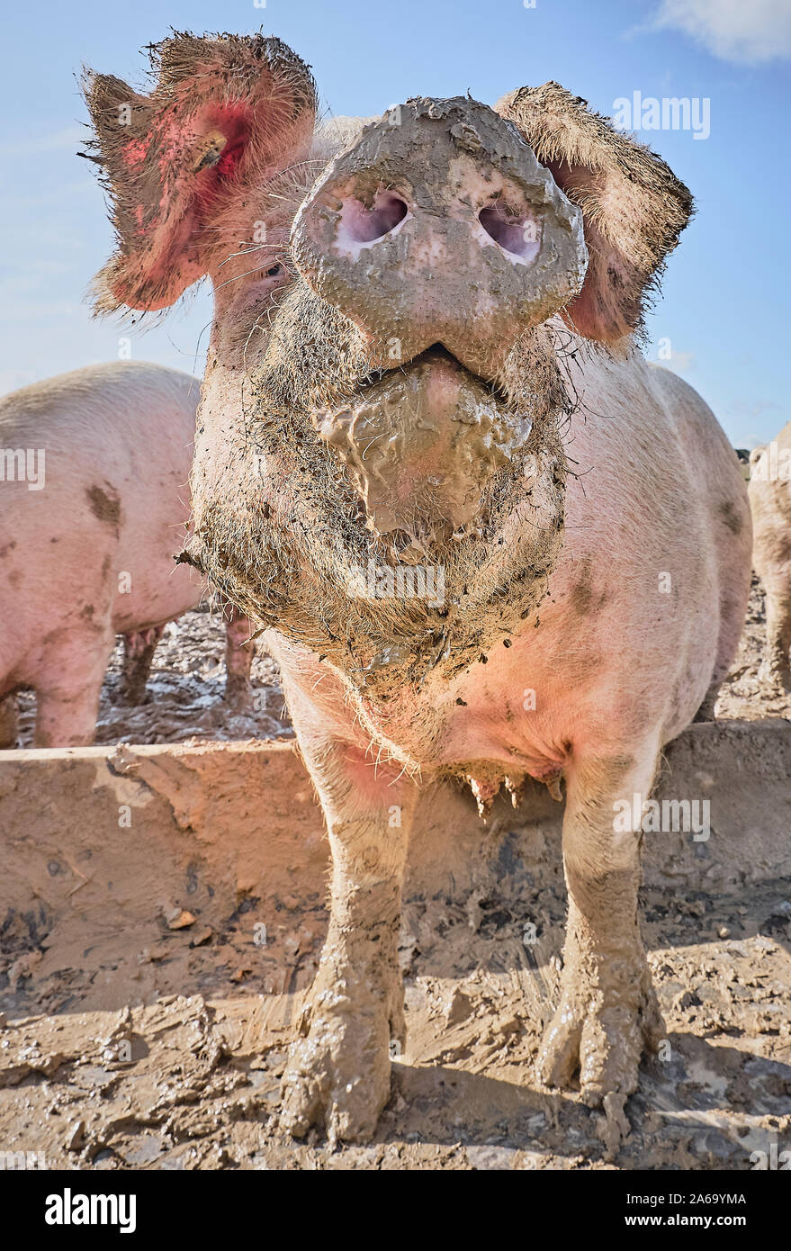 Close up of a free range pig in the mud Stock Photo