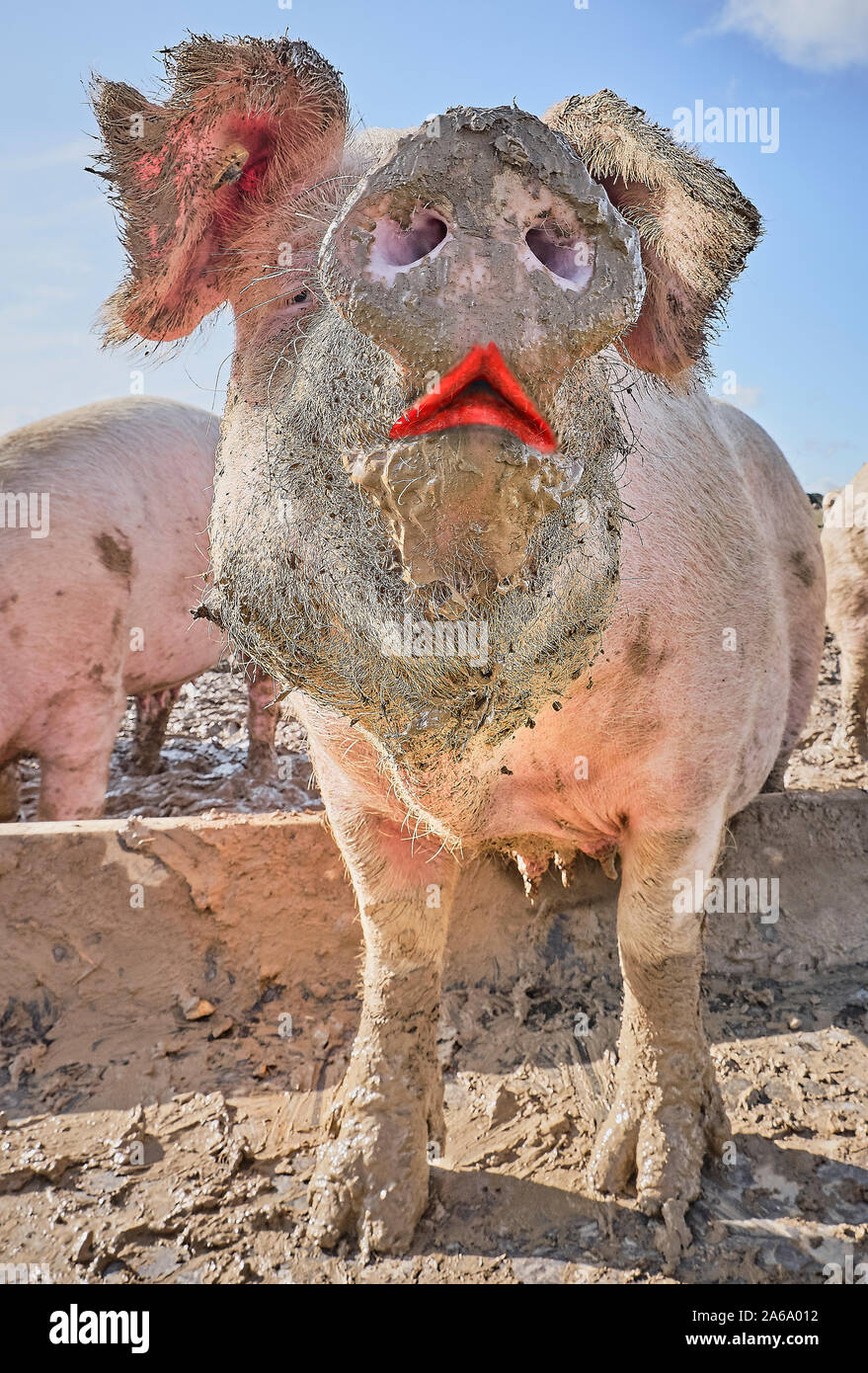 Lipstick on the Pig Stock Photo - Alamy, image size:879x1390