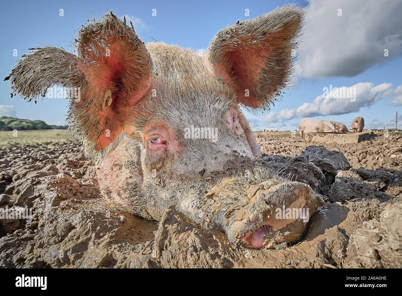 Muddy pig in a pigsty Stock Photo