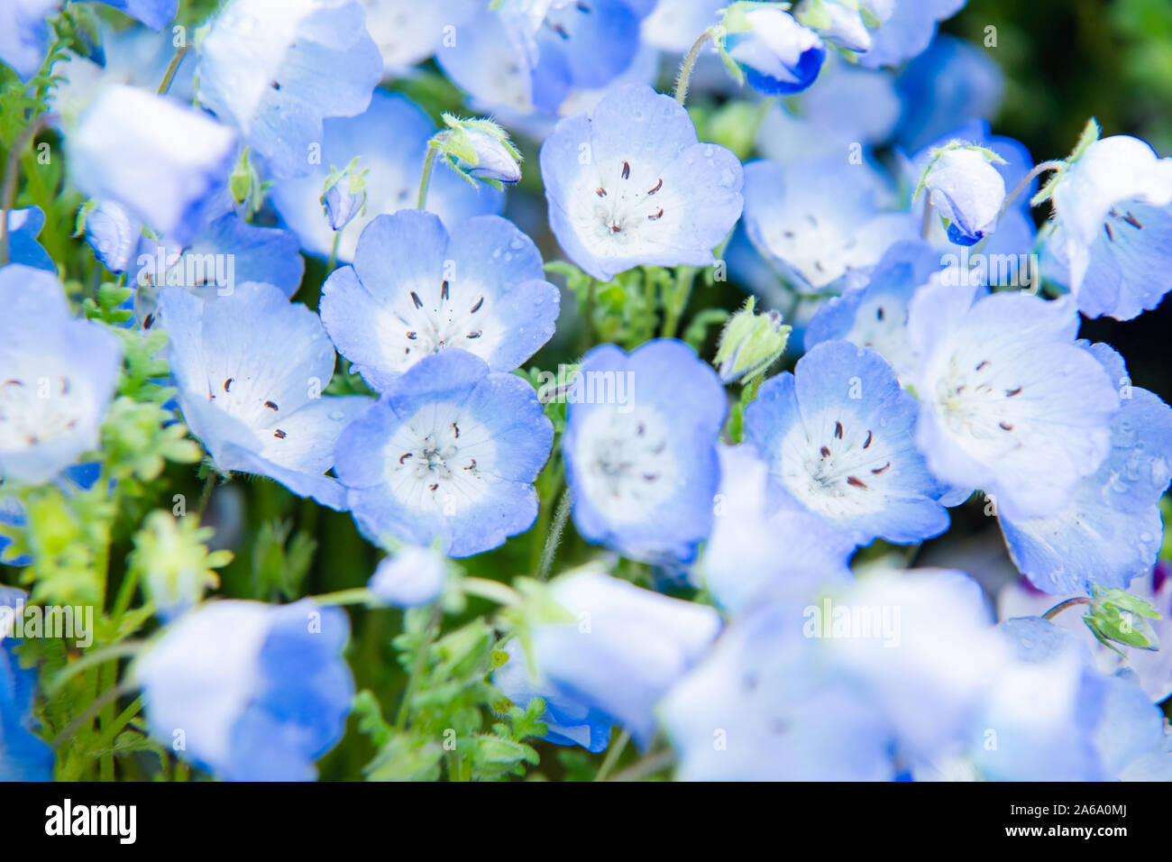 Nemophila menziesii (Baby Blue Eyes)