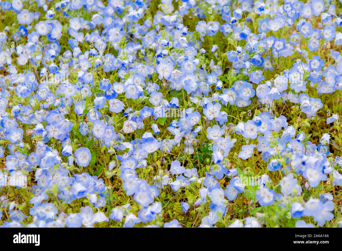 Nemophila Menziesii Baby Blue Eyed Flower Or Nemophila Stock Photo Alamy