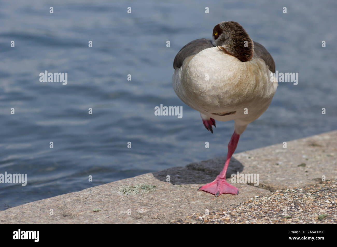 Duck with red webbed feet standing on one leg next to a body of water in Victoria Park, London Stock Photo
