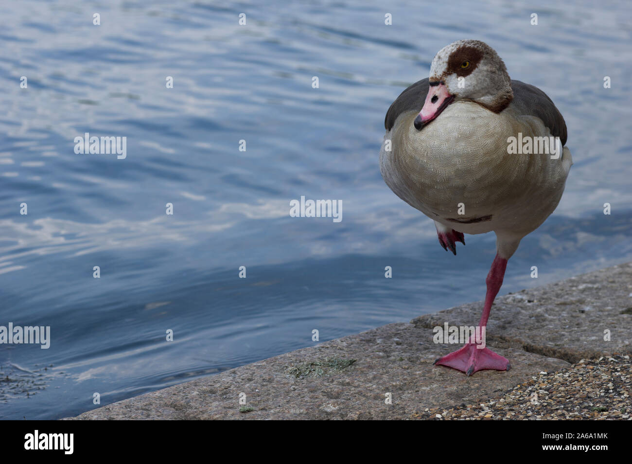 Duck with red webbed feet standing on one leg next to a body of water in Victoria Park, London Stock Photo