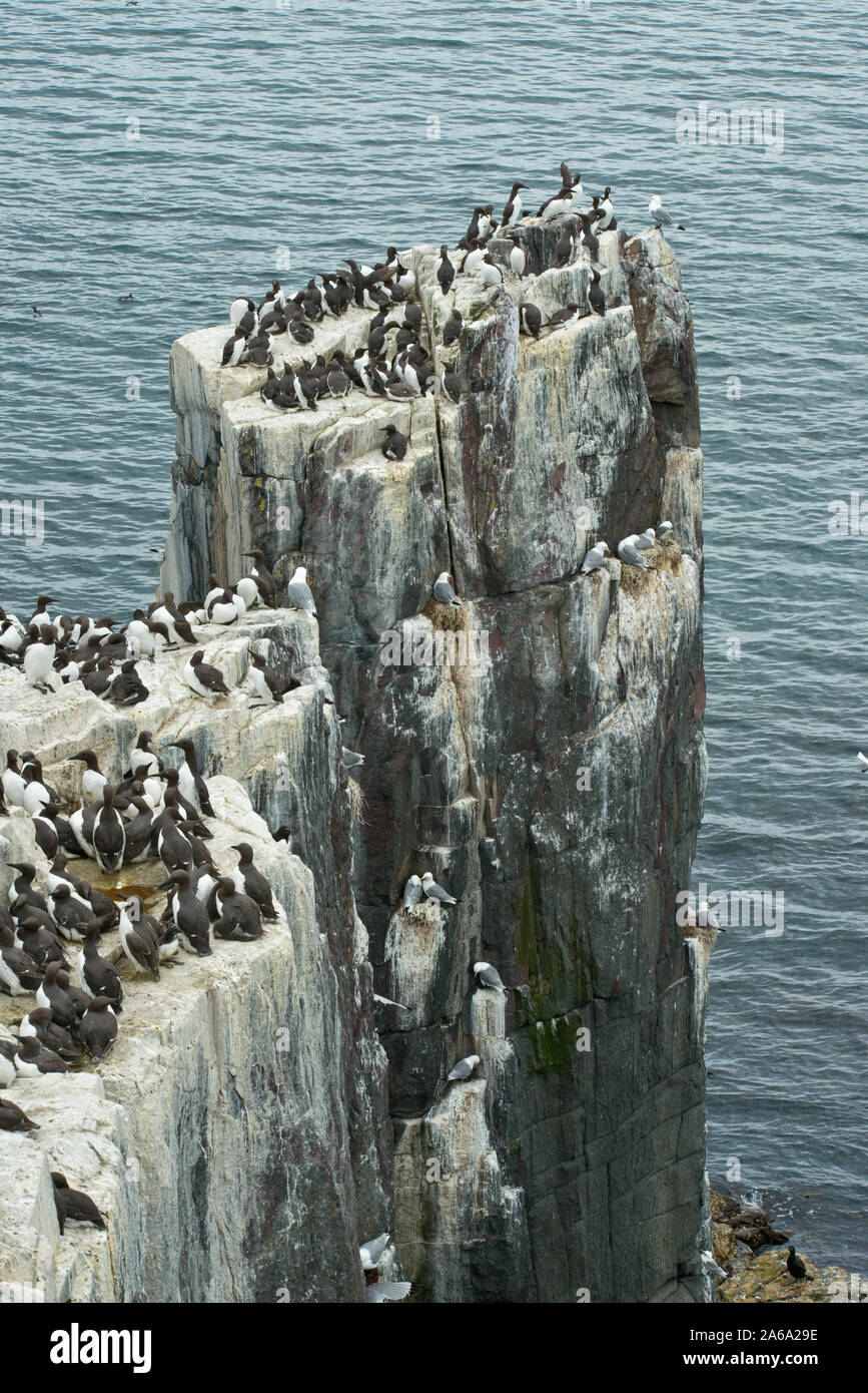 Guillemots nesting on seacliffs of Farne Islands Stock Photo