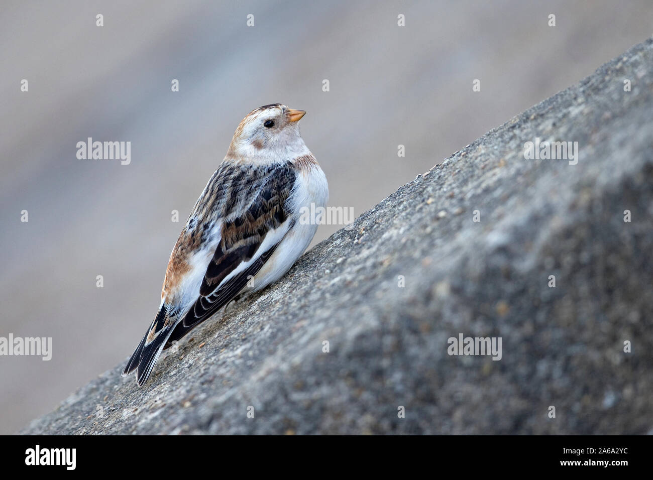 Snow Bunting (Plectrophenax nivalis) Stock Photo