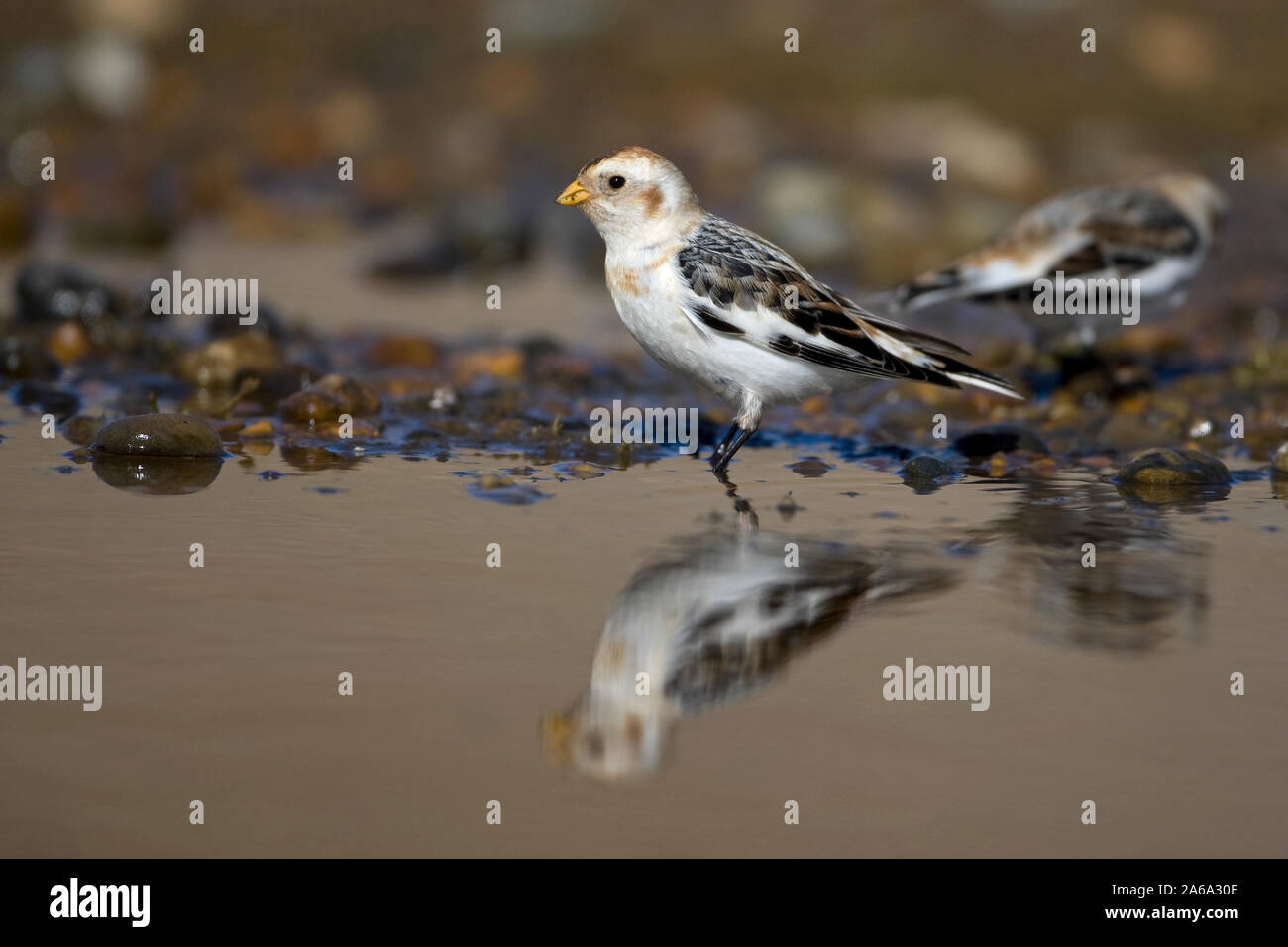 Snow Bunting (Plectrophenax nivalis) Stock Photo