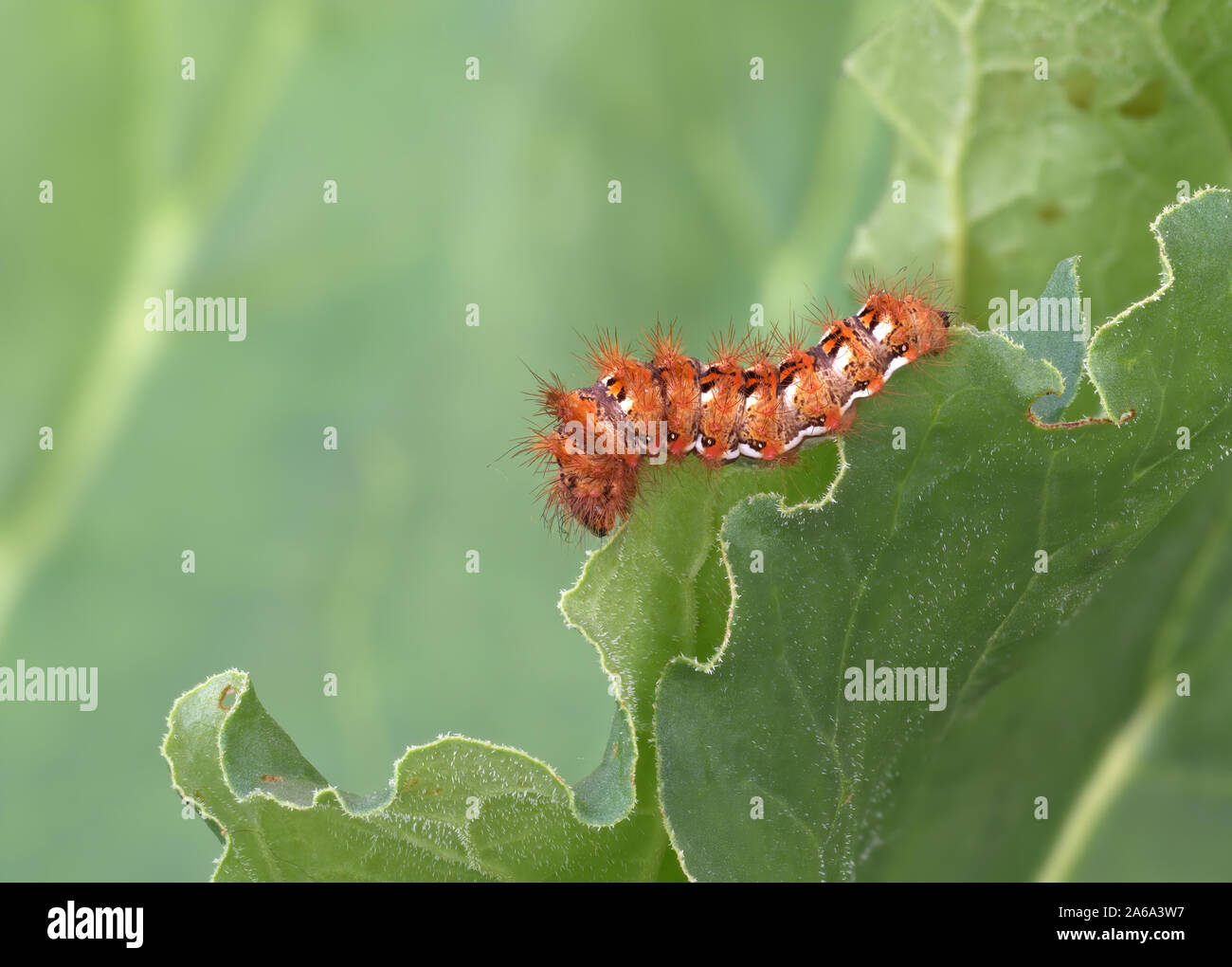 Acronicta rumicis caterpillar aka Knot Grass moth. Eating rhubarb leaves. Stock Photo
