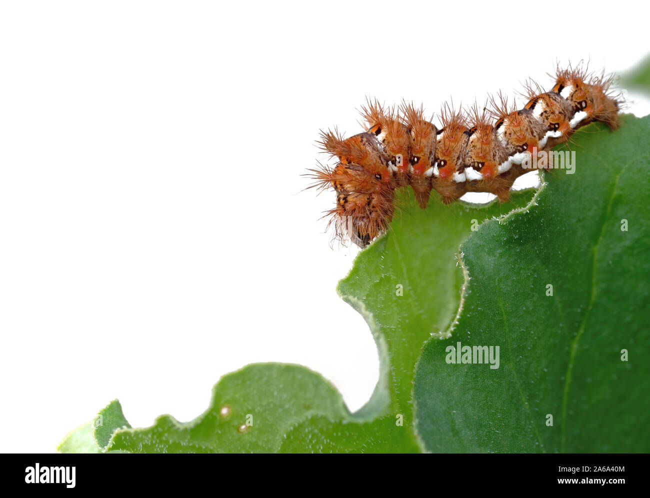 Acronicta rumicis caterpillar aka Knot Grass moth. Eating rhubarb leaves and isolated on white behind. Stock Photo