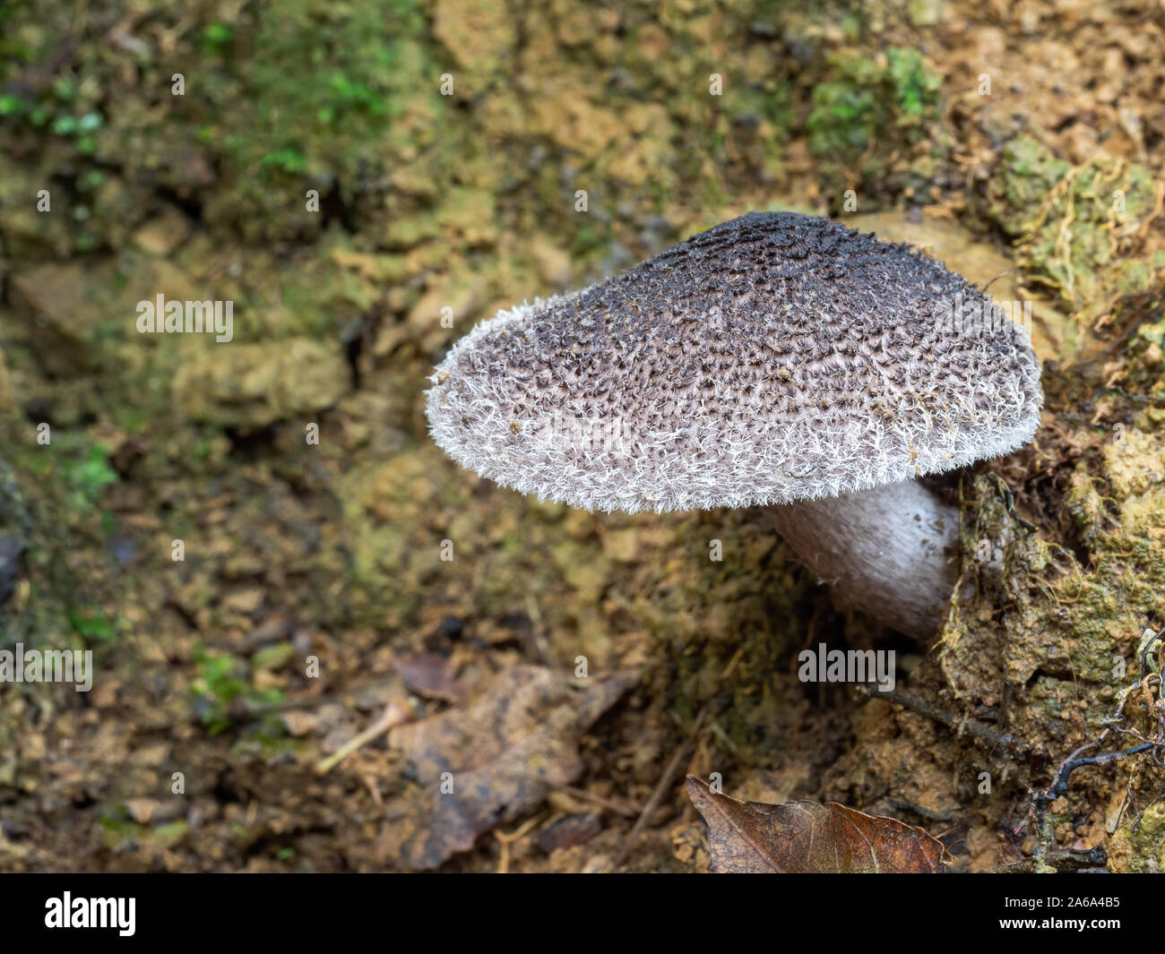 Tricholoma atrosquamosum aka Dark-scaled knight, is an edible gilled mushroom native to Europe with grey cap. Stock Photo