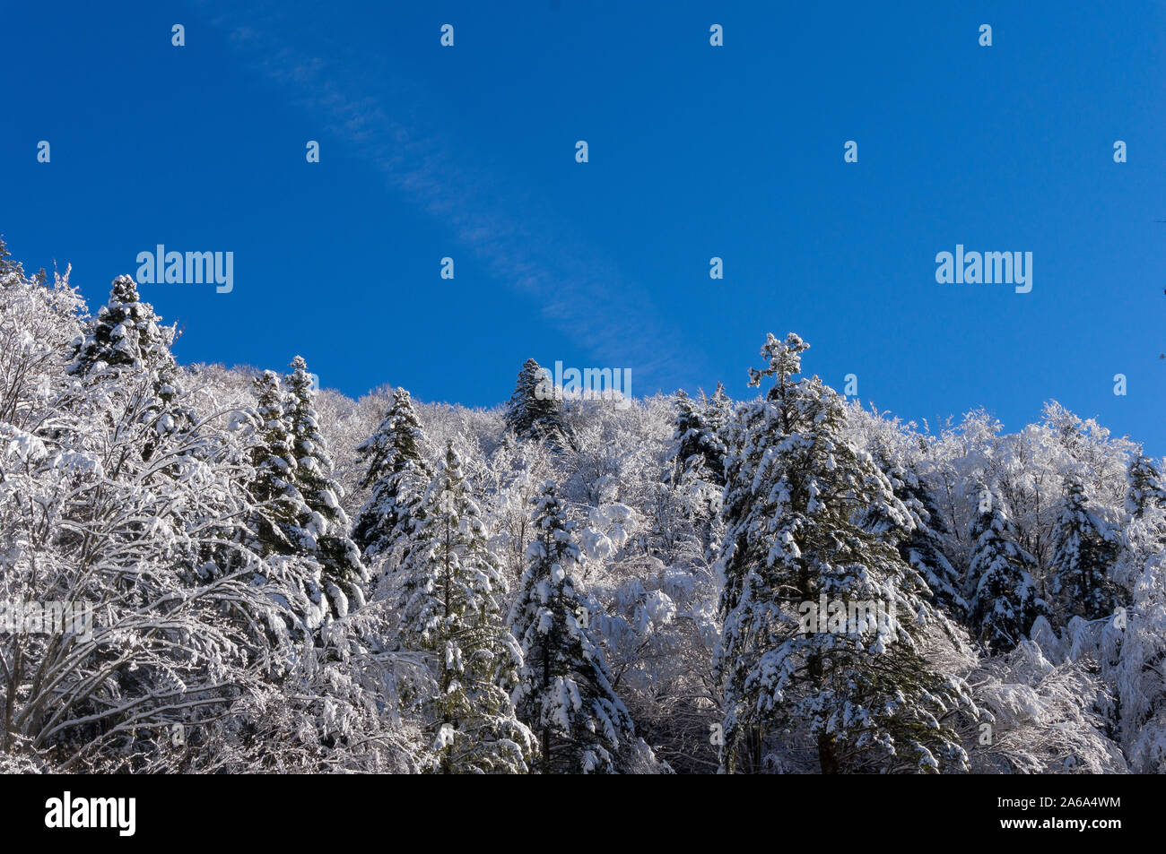 Beautiful winter mountain landscape. Frozen winter landscape in Carpathian Mountain. Winter Christmas mood. Snowy pine trees on a winter landscape Stock Photo