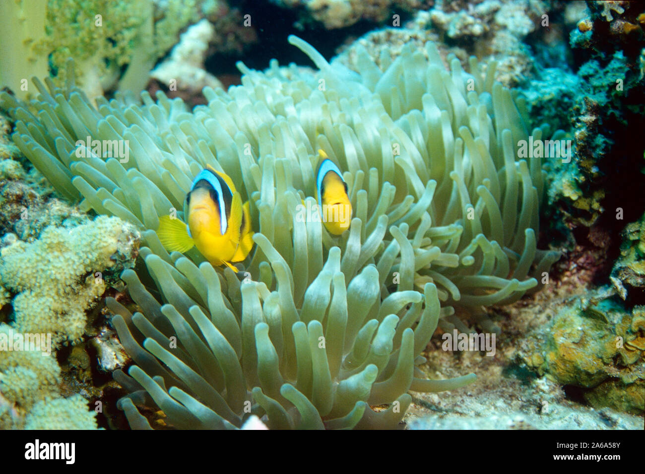 two yellow clownfishes in their anemone watching Stock Photo